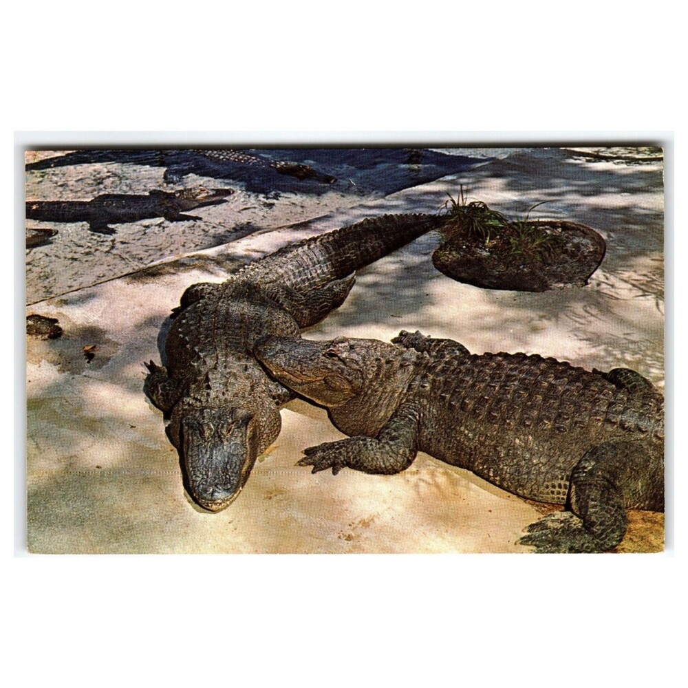 Vintage Florida Alligators Weeki Wachee Spring Postcard Koppel Color Photo